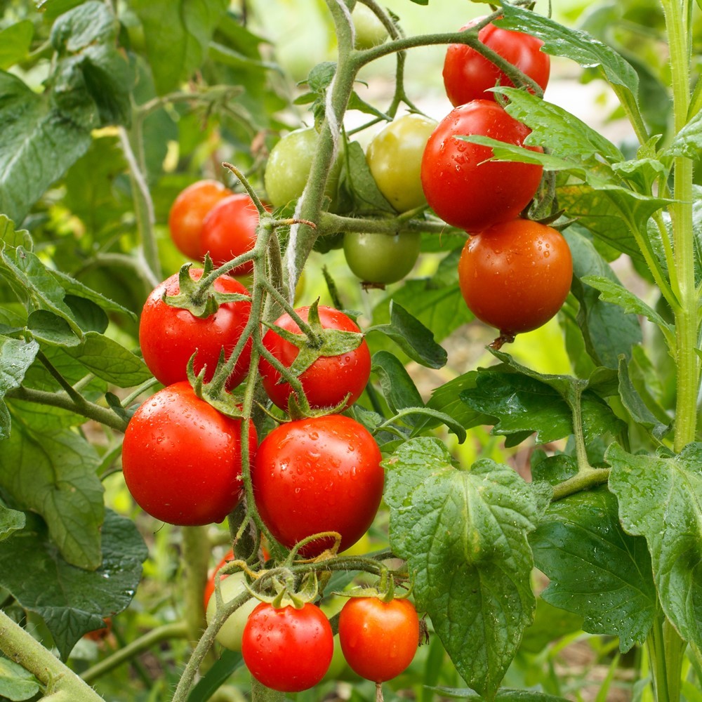 Siberian Bio-Tomatensamen