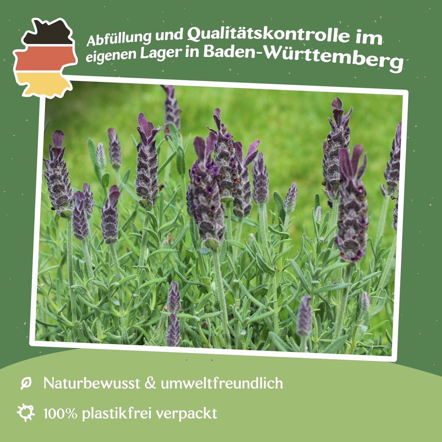 Spanischer Lavendel Samen, Lavandula stoechas ssp. pedunculata