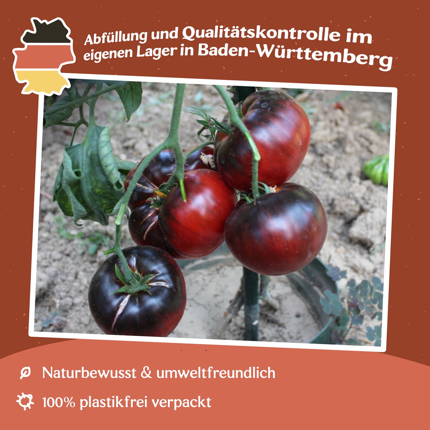Black Beauty Tomatensamen
