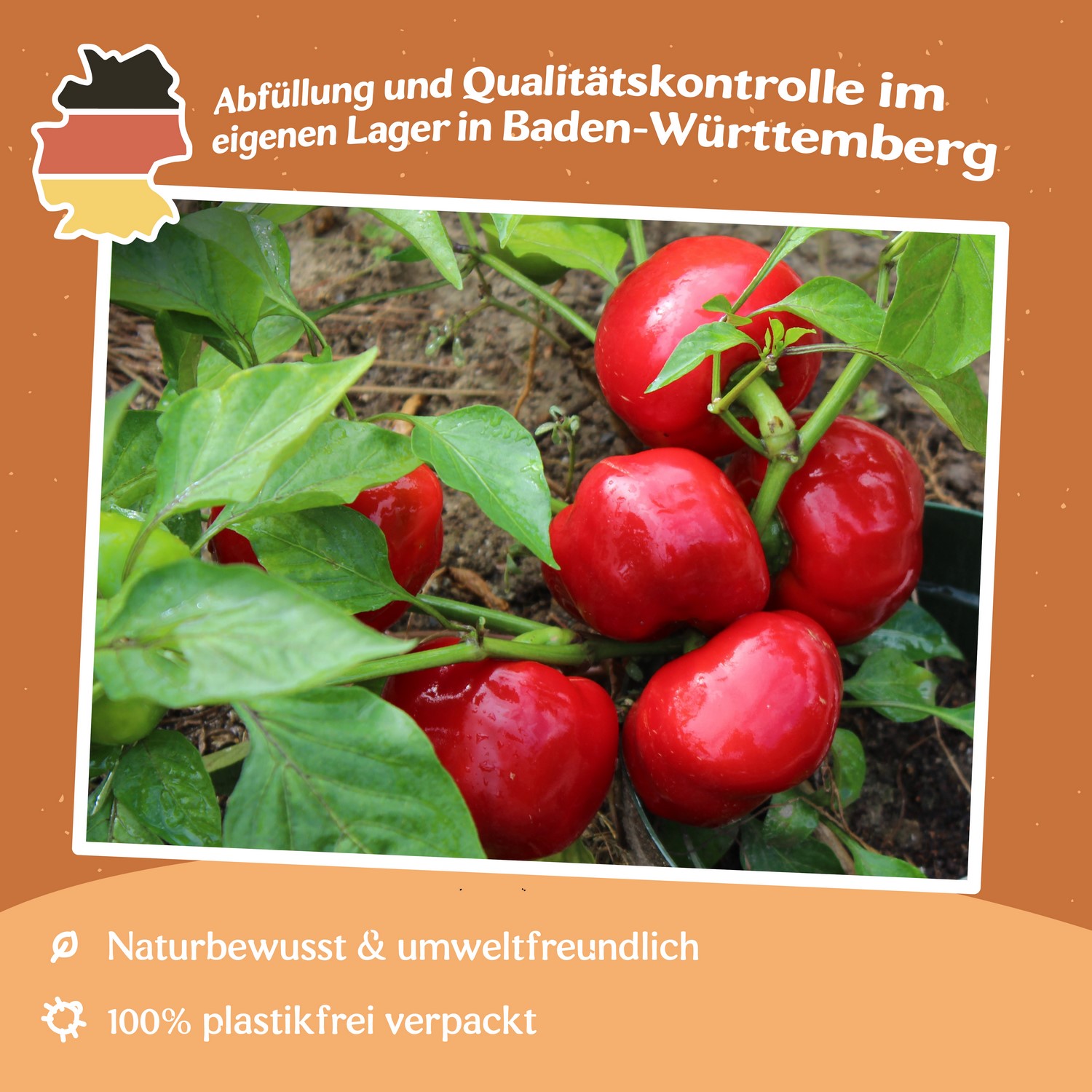 Paprika Topepo rosso Samen