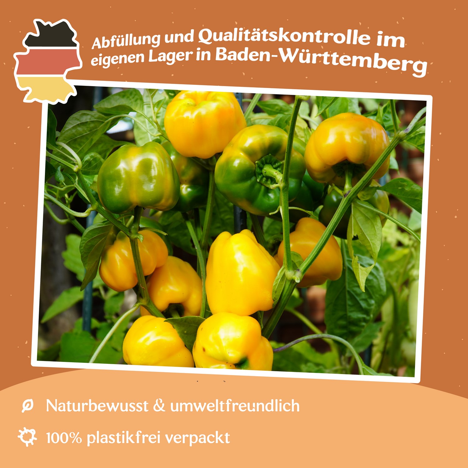 Paprika Marta Polka Samen