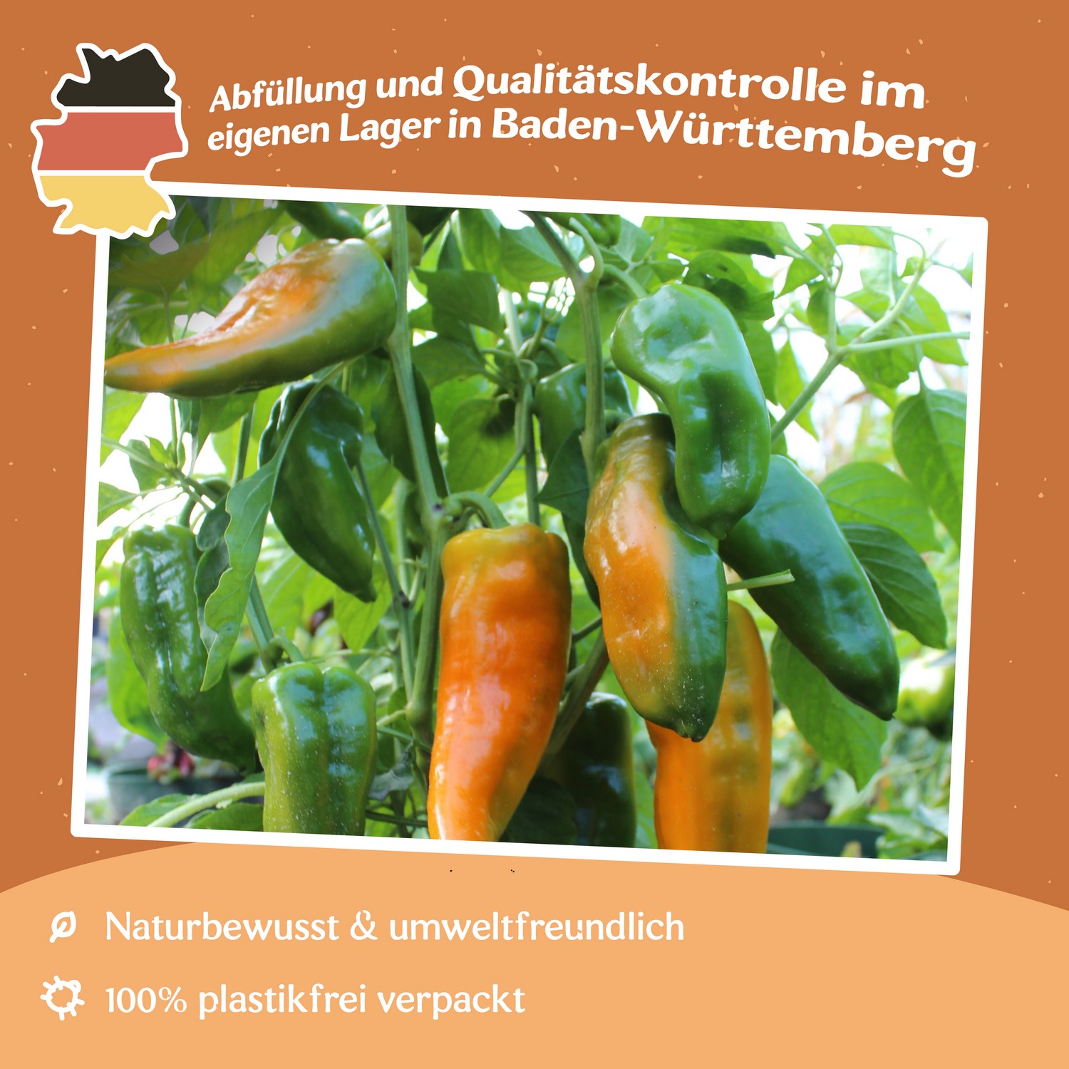 Paprika Ornela Samen