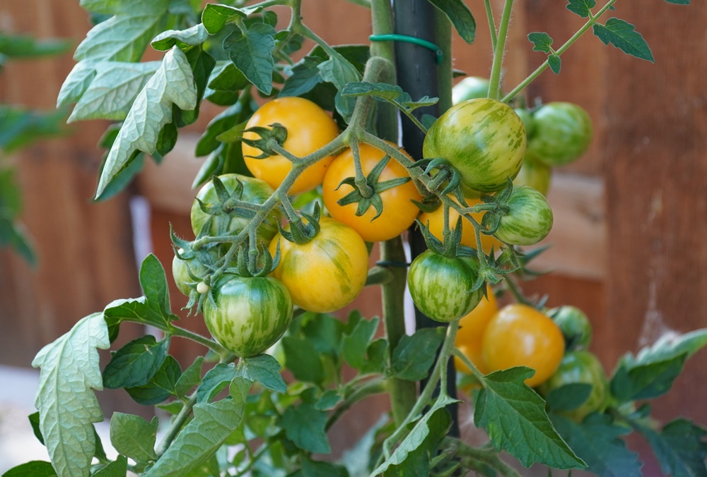 Topaz Bio-Tomatensamen für ca. 10 Pflanzen