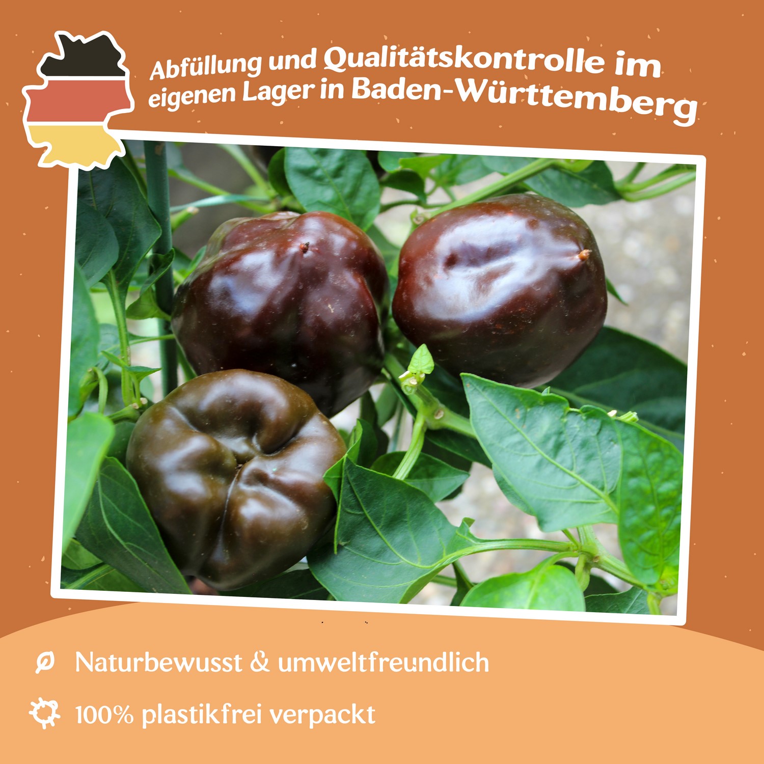 Paprika Ingrid Samen 