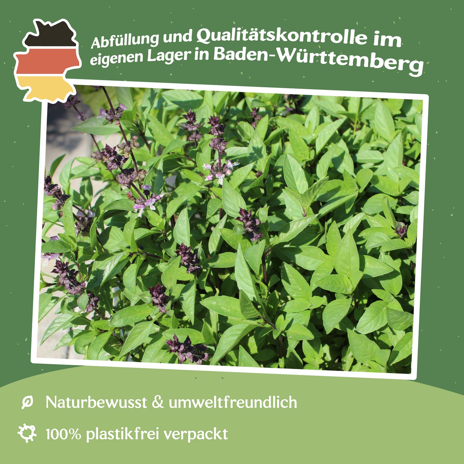 MHD 06/26 Thai Basilikum Siam Queen Samen, Ocimum basilicum