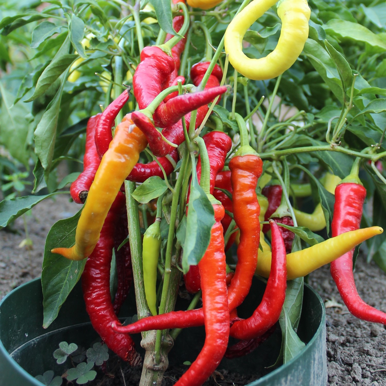 Paprika Beros Samen