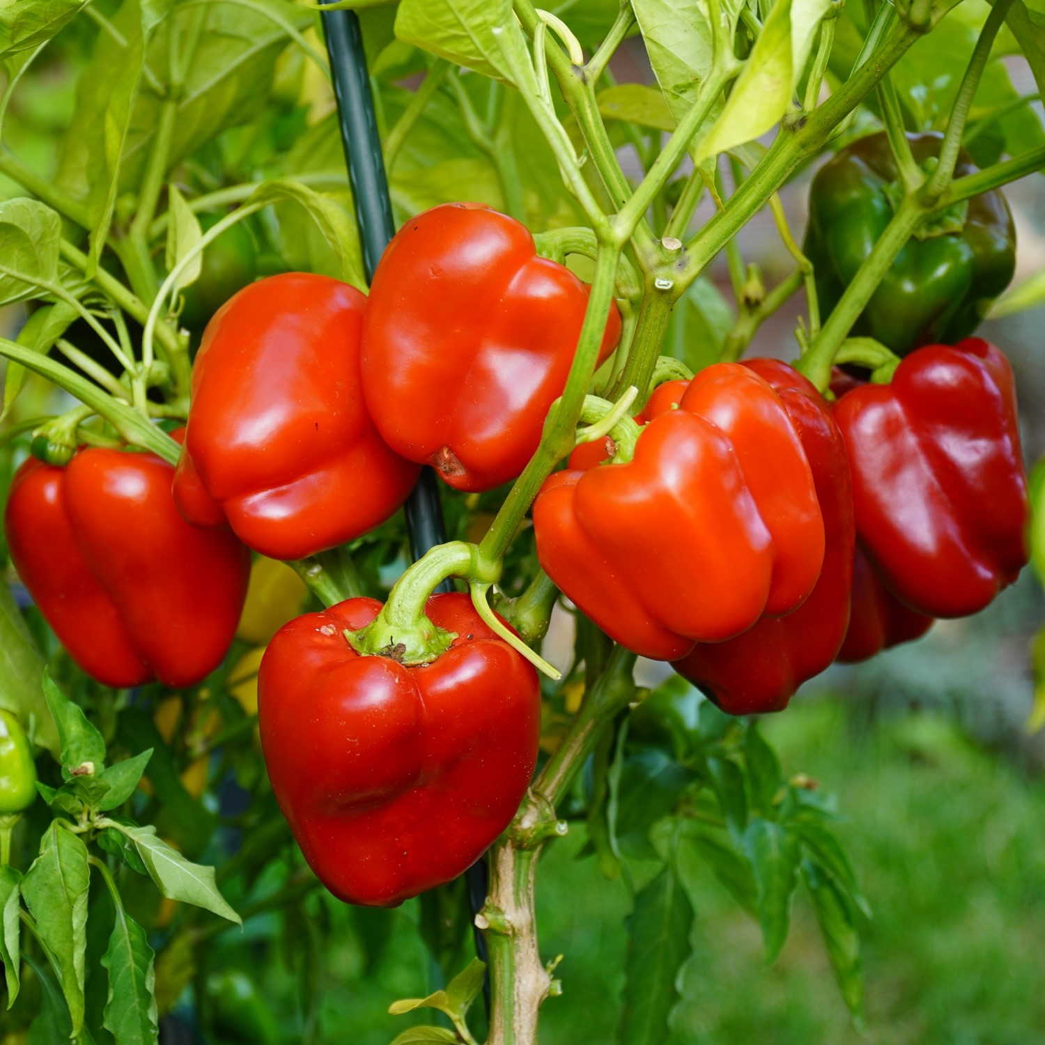 Paprika Granova Samen