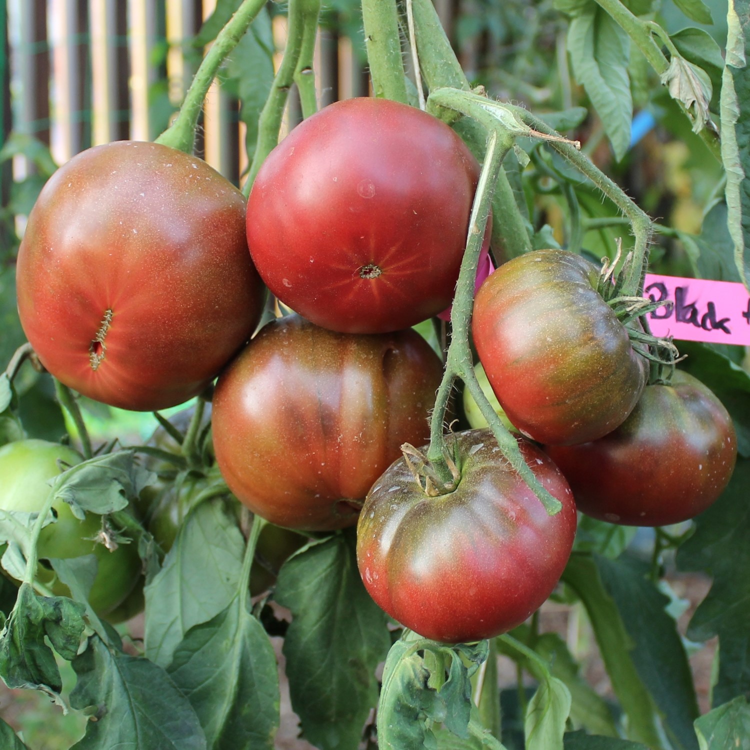 Black from Tula Bio-Tomatensamen