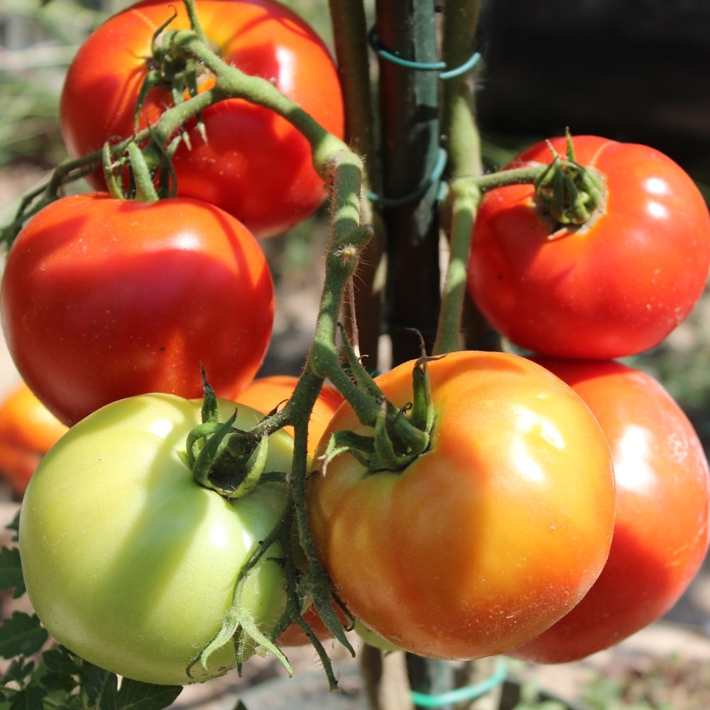 Marglobe Tomatensamen