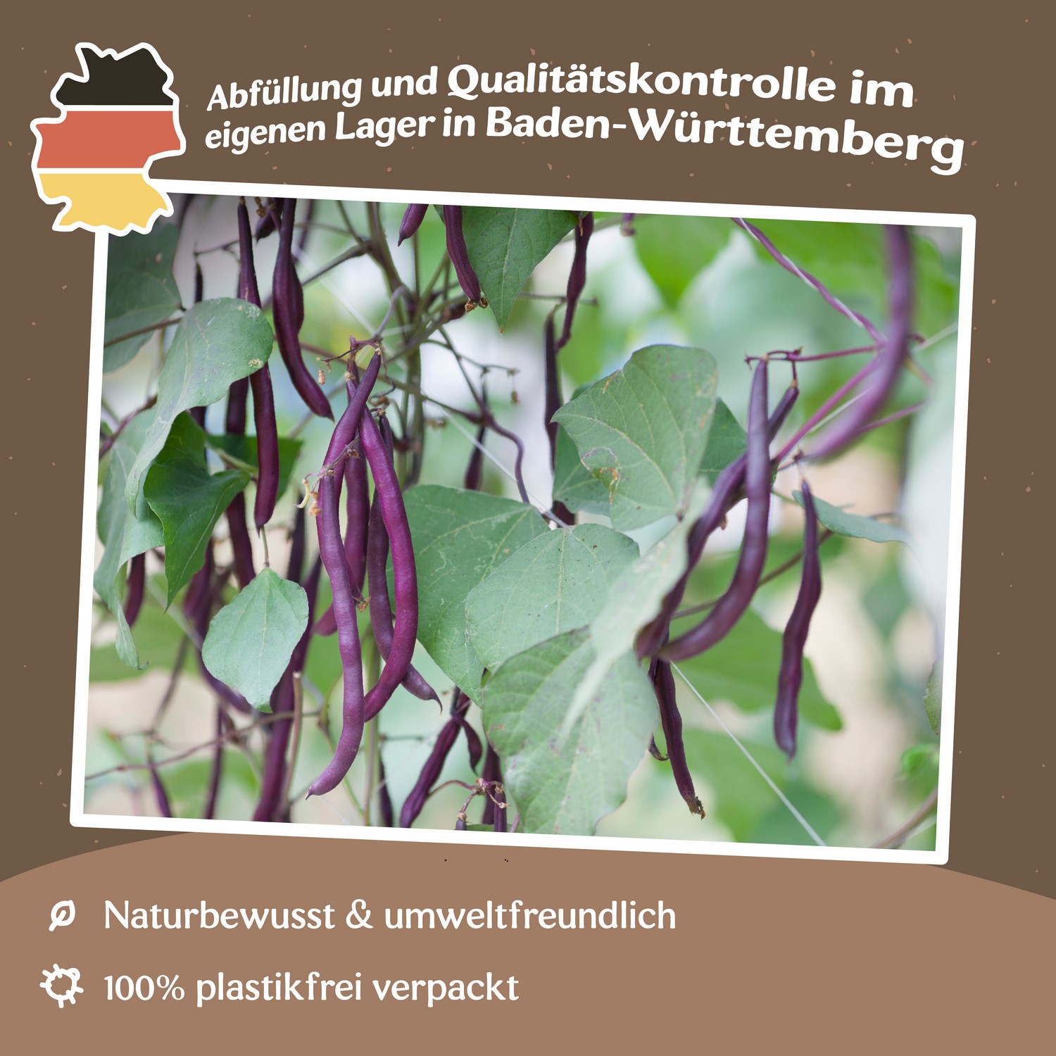 Stangenbohne Blauhilde Samen
