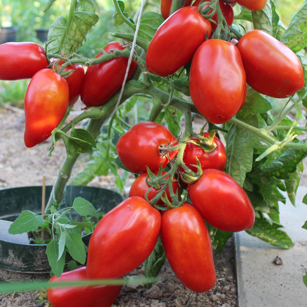 San Marzano Nano Tomatensamen für ca. 20 Pflanzen