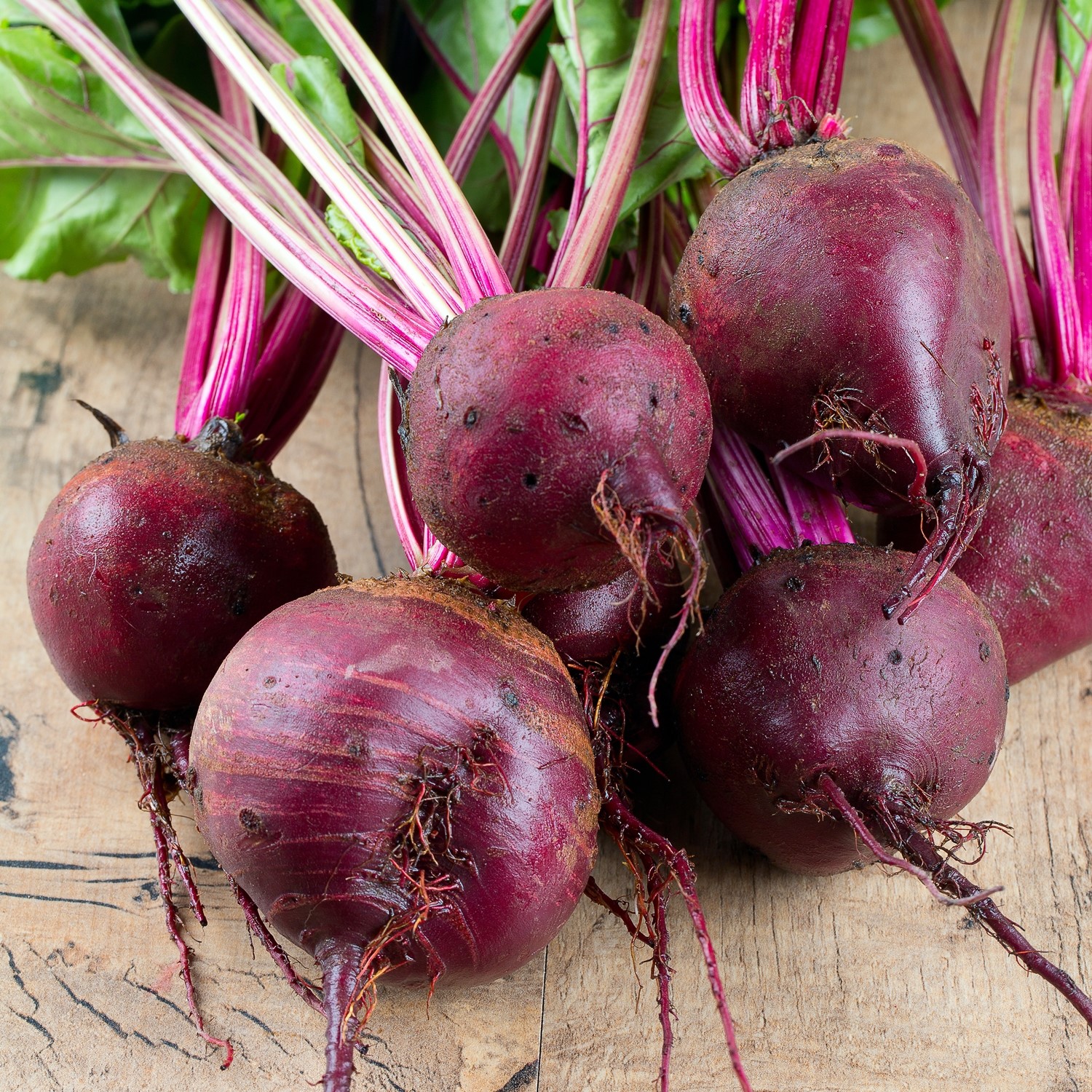 Rote Beete Tonda di Chioggia Samen