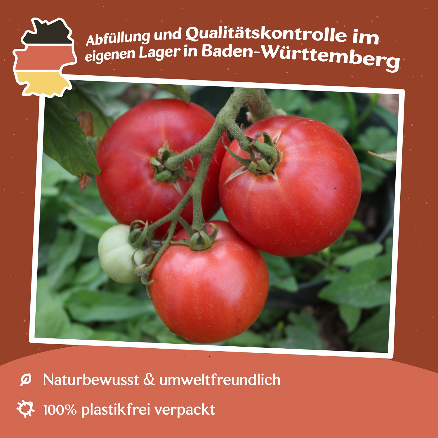 Faworyt Tomatensamen