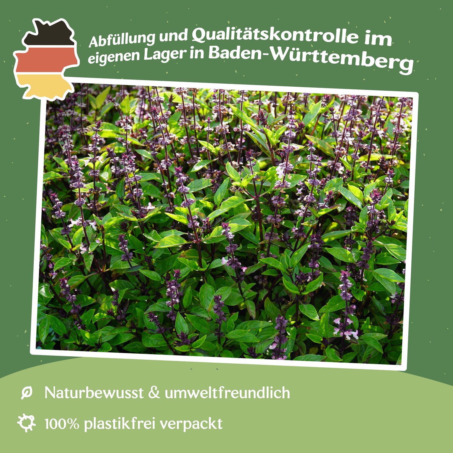 MHD 06/26 Zimtbasilikum Samen, Ocimum basilicum