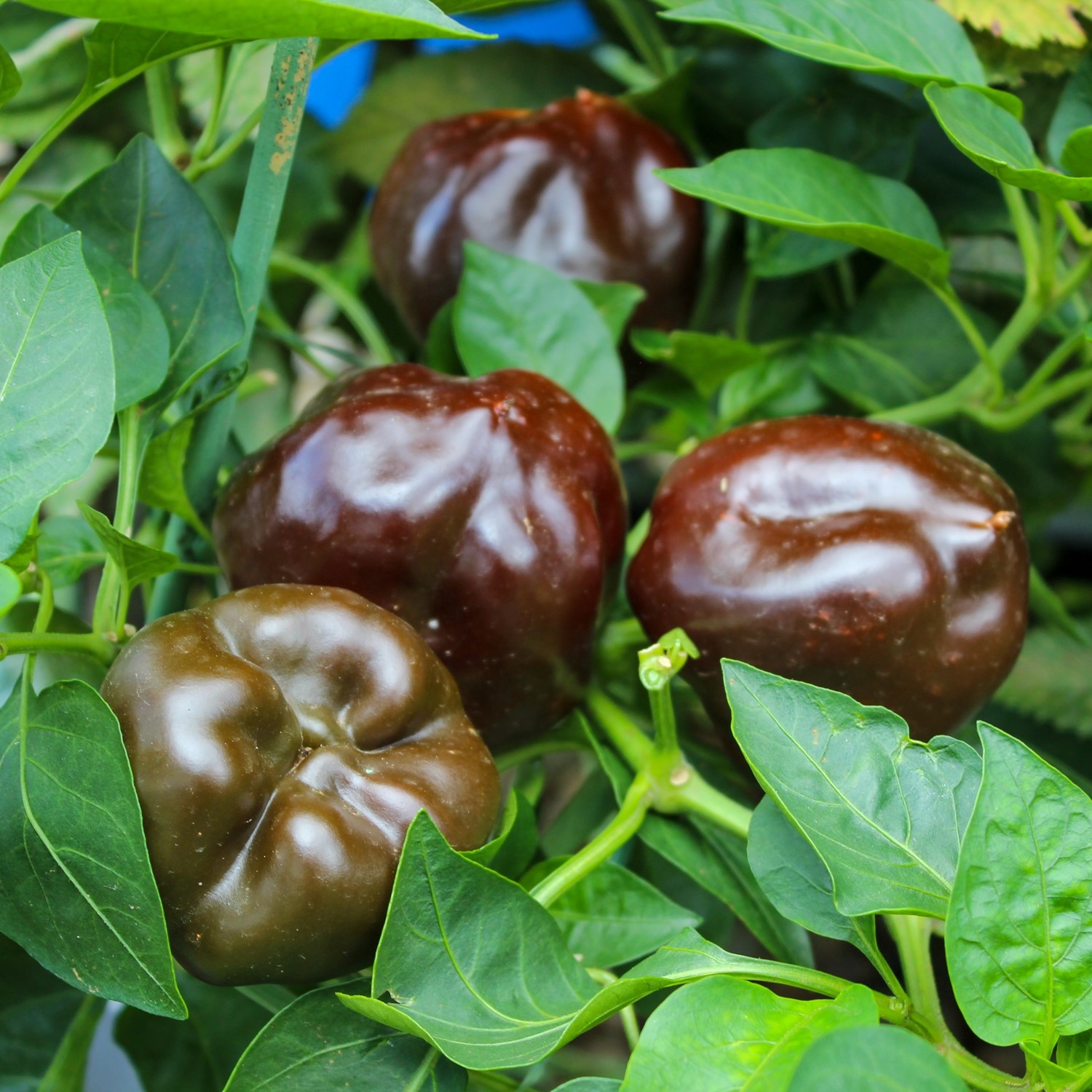 Paprika Ingrid Samen 