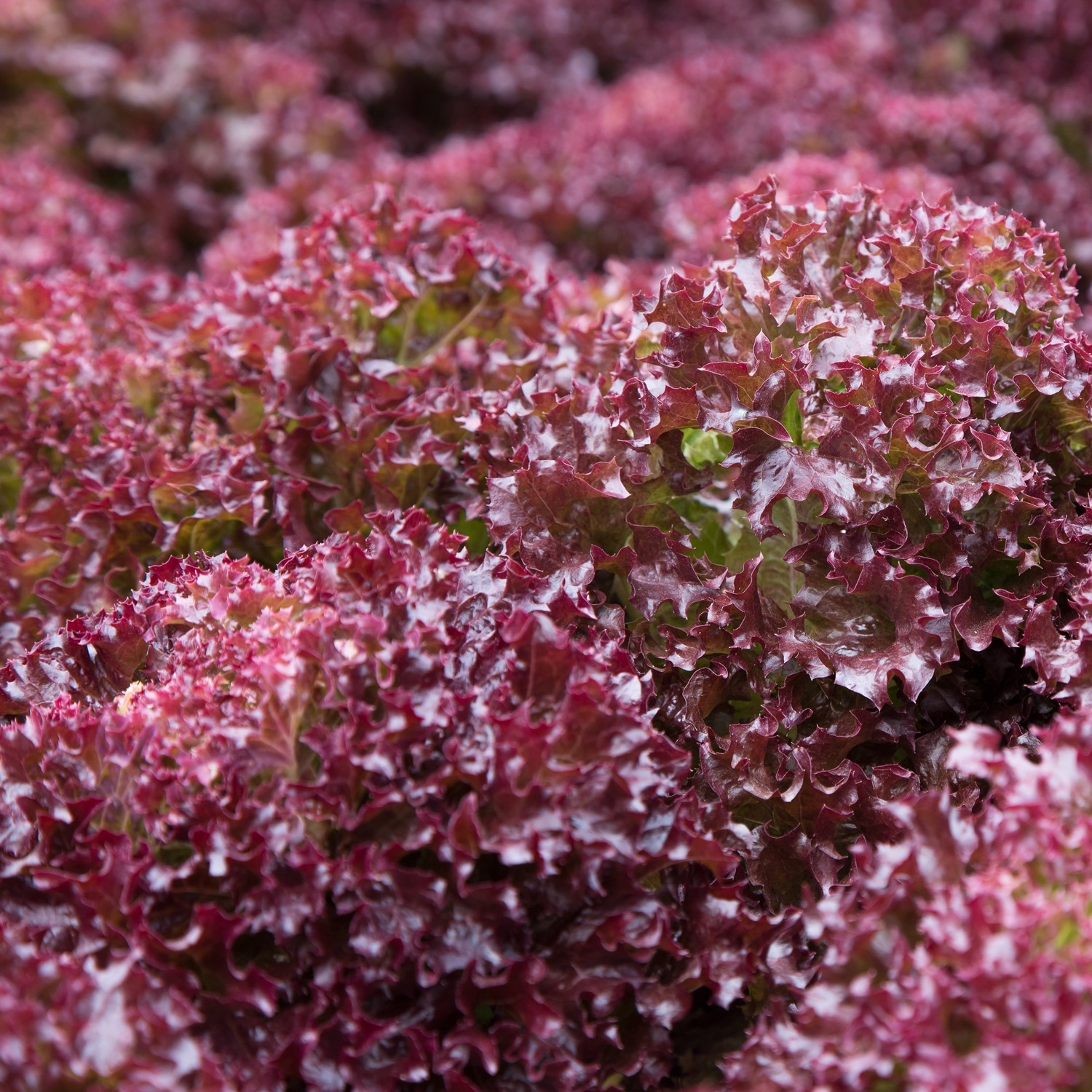 Bio-Pflücksalat Lollo Rossa Samen