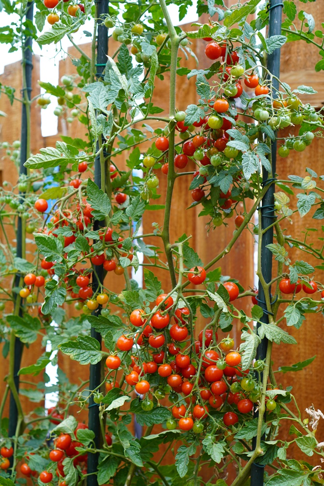 Sweetie Tomatensamen für ca. 15 Pflanzen