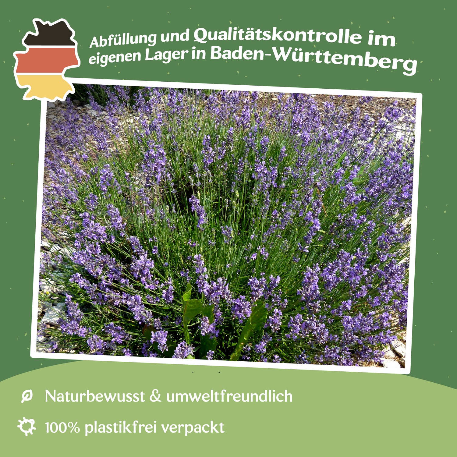 Echter Lavendel Samen 