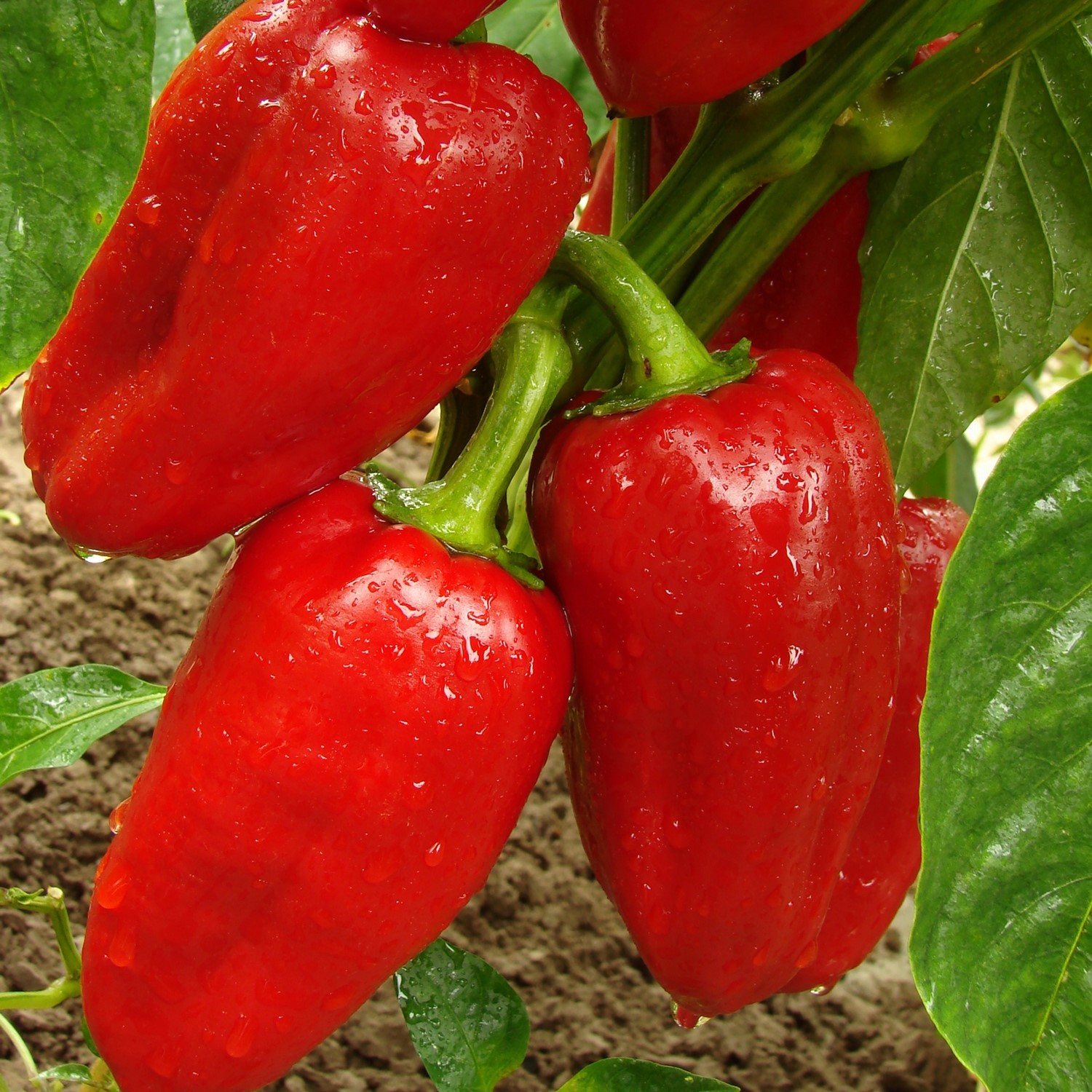 MHD 06/26 Paprika Rubinova Samen