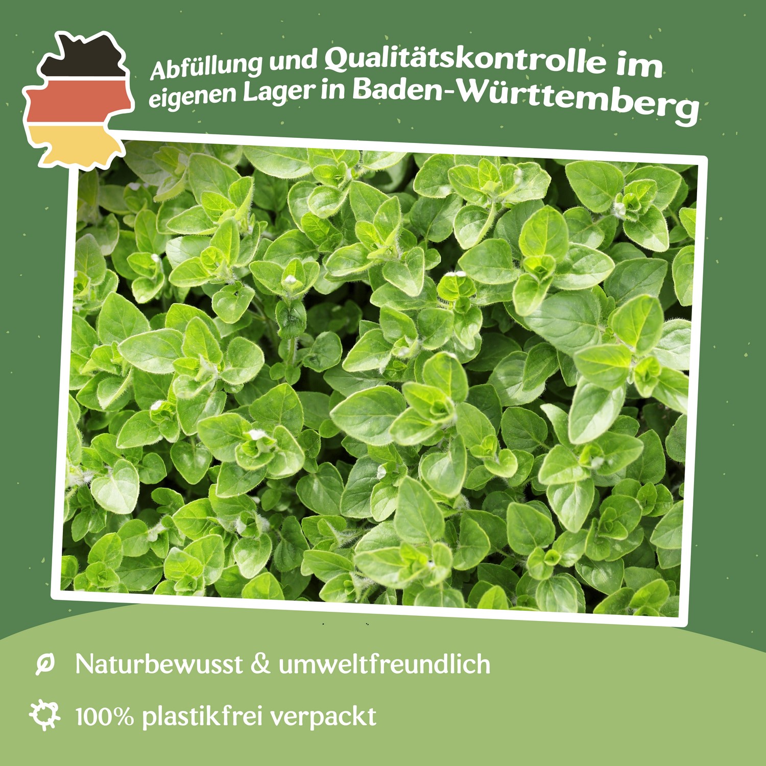 Majoran Samen, Origanum marjorana