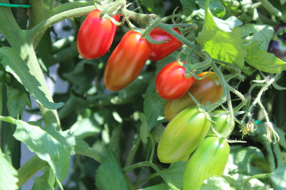 Valdo Tomatensamen für ca. 10 Pflanzen