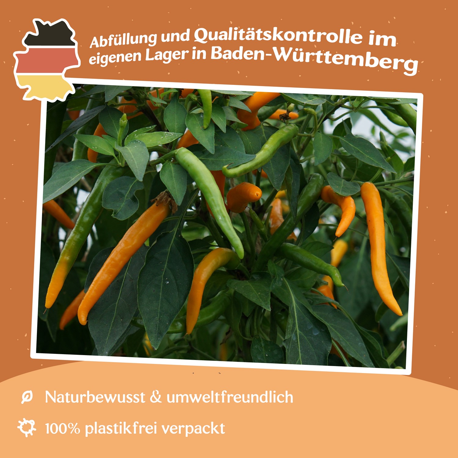 Chili Kilian Samen