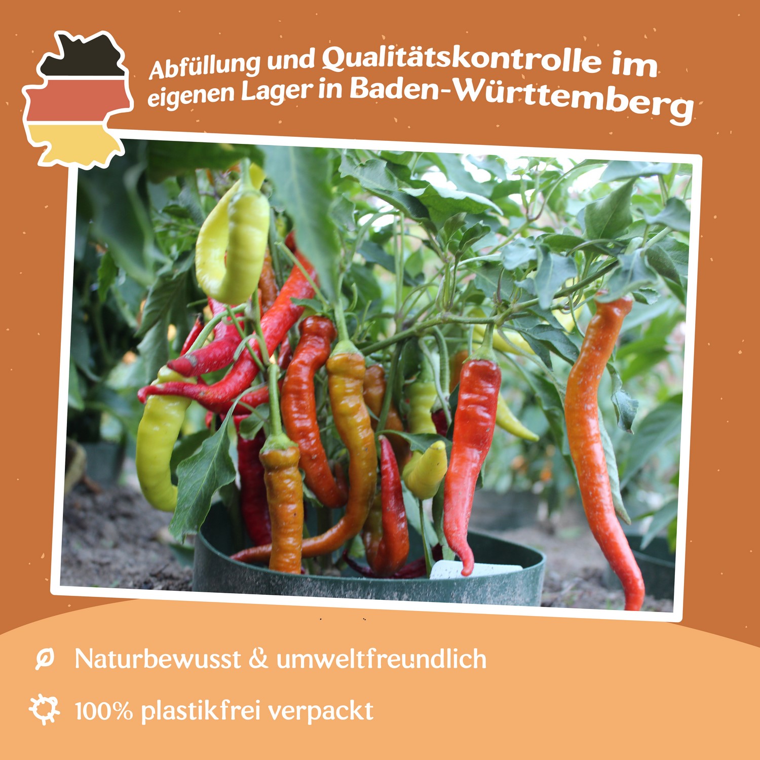 Paprika Beros Samen