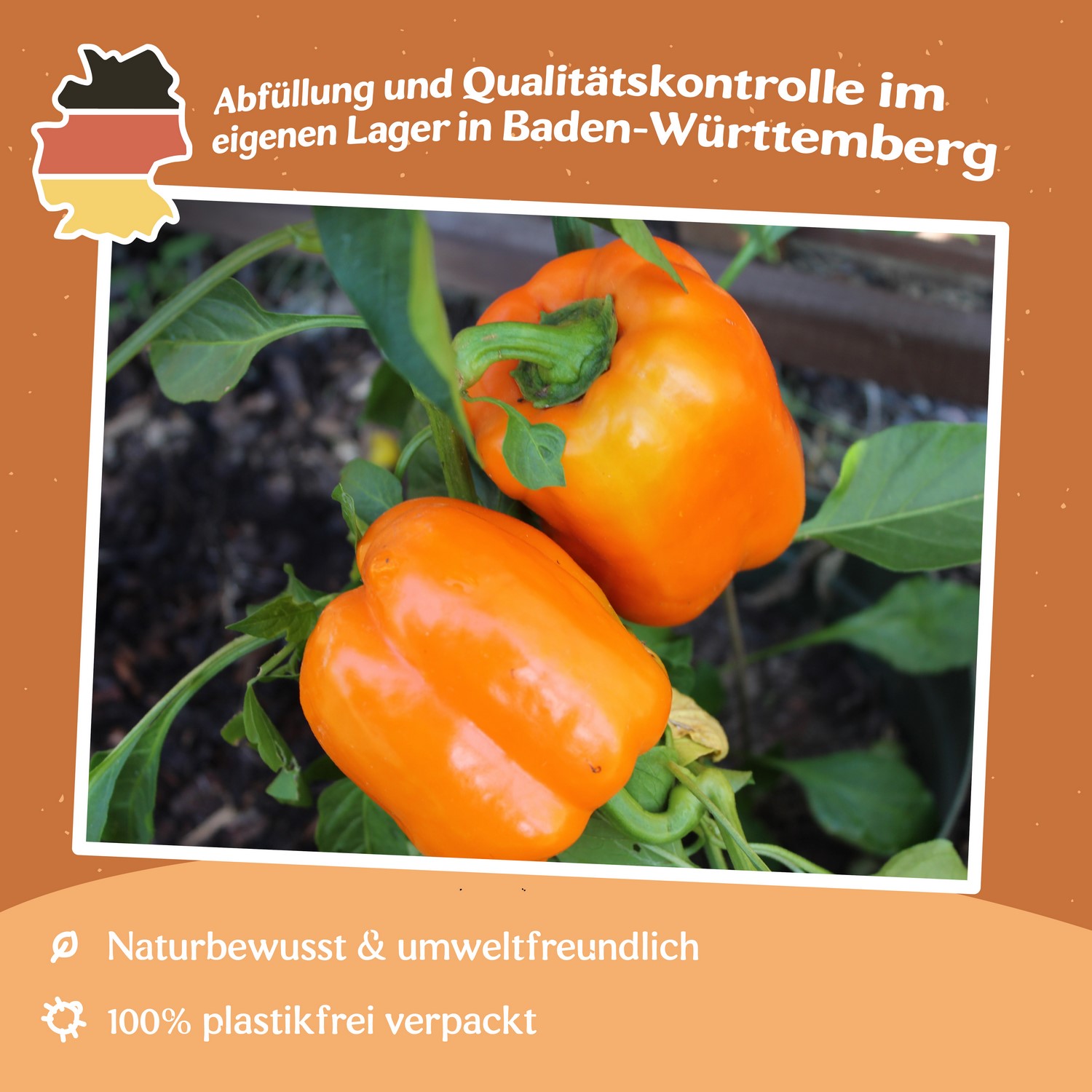 Paprika Rewia Samen