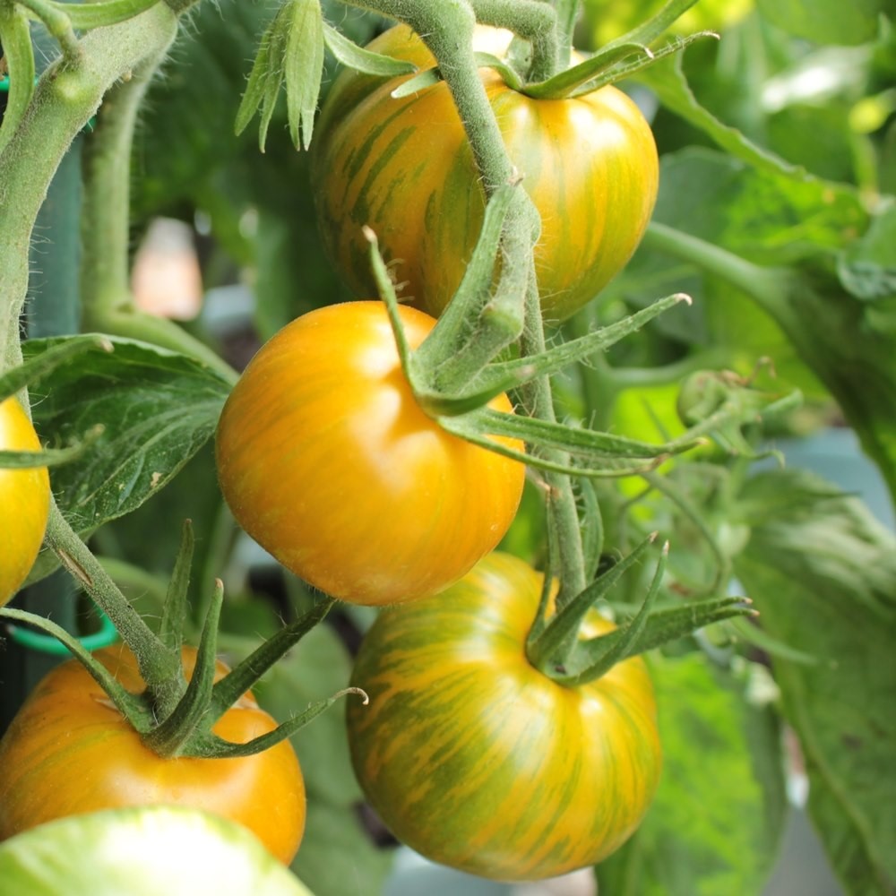 Green Zebra Tomatensamen
