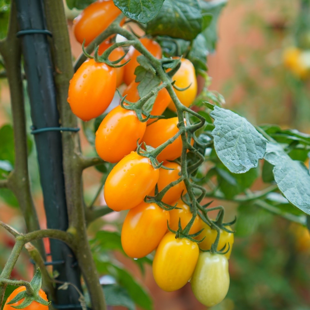 Datlo Tomatensamen