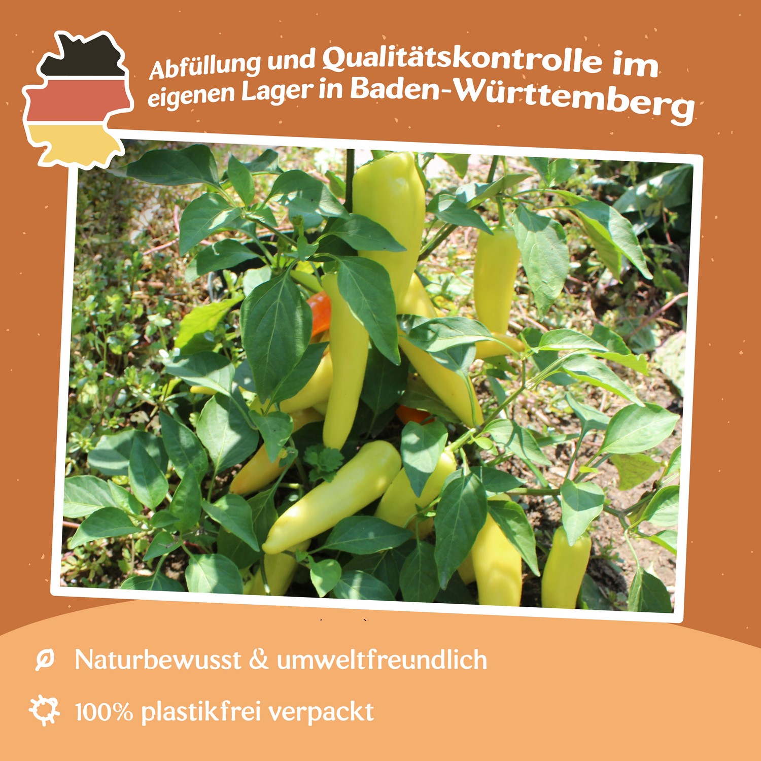 MHD 06/26 Paprika Hungarian Yellow Wax scharf Samen