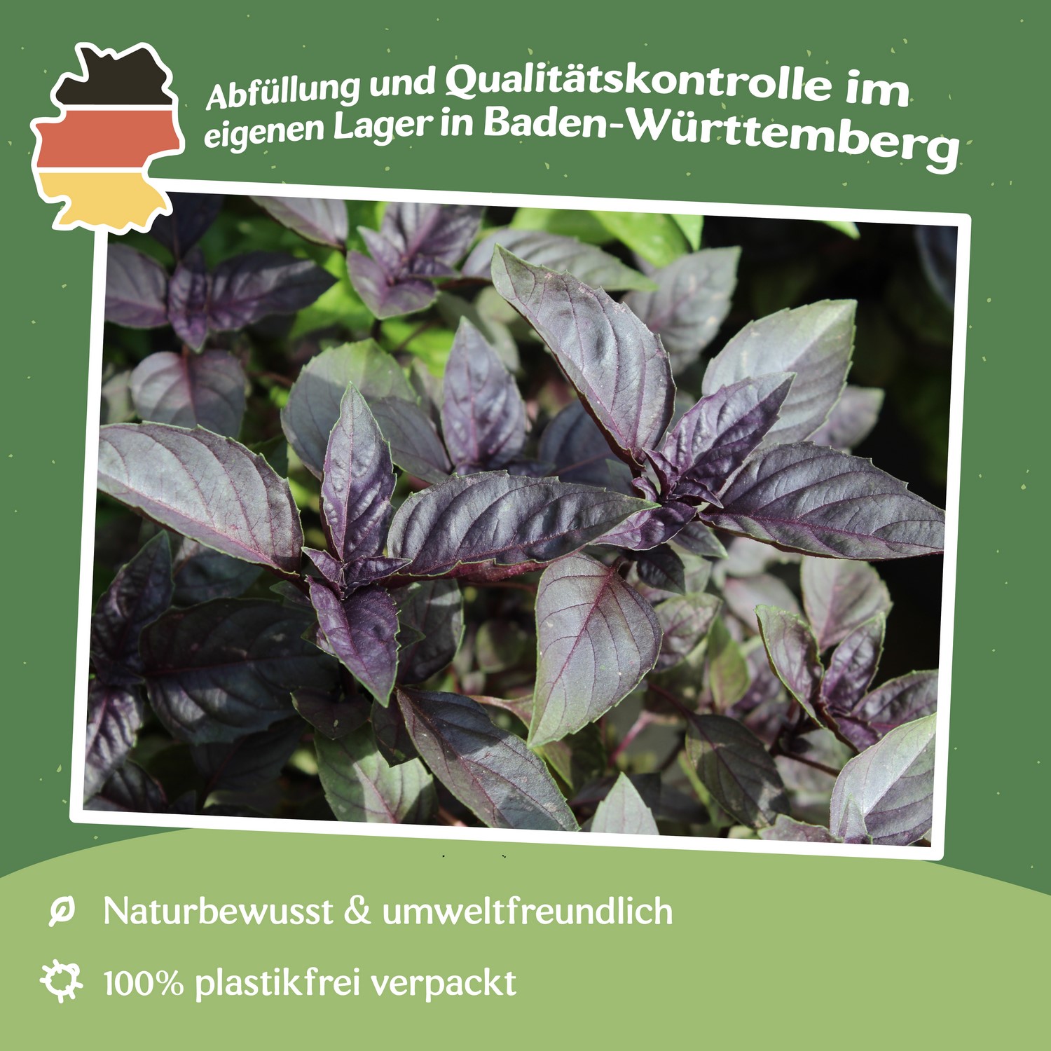 Basilikum Dark Opal Samen
