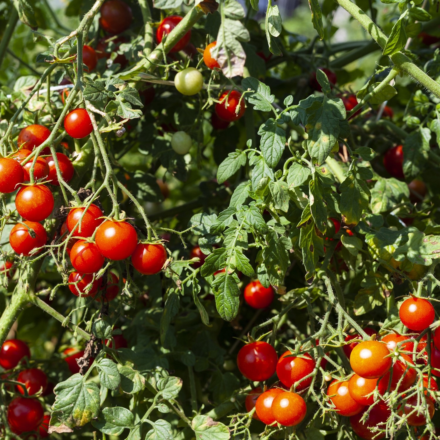 Baby Boomer F1 Tomatensamen