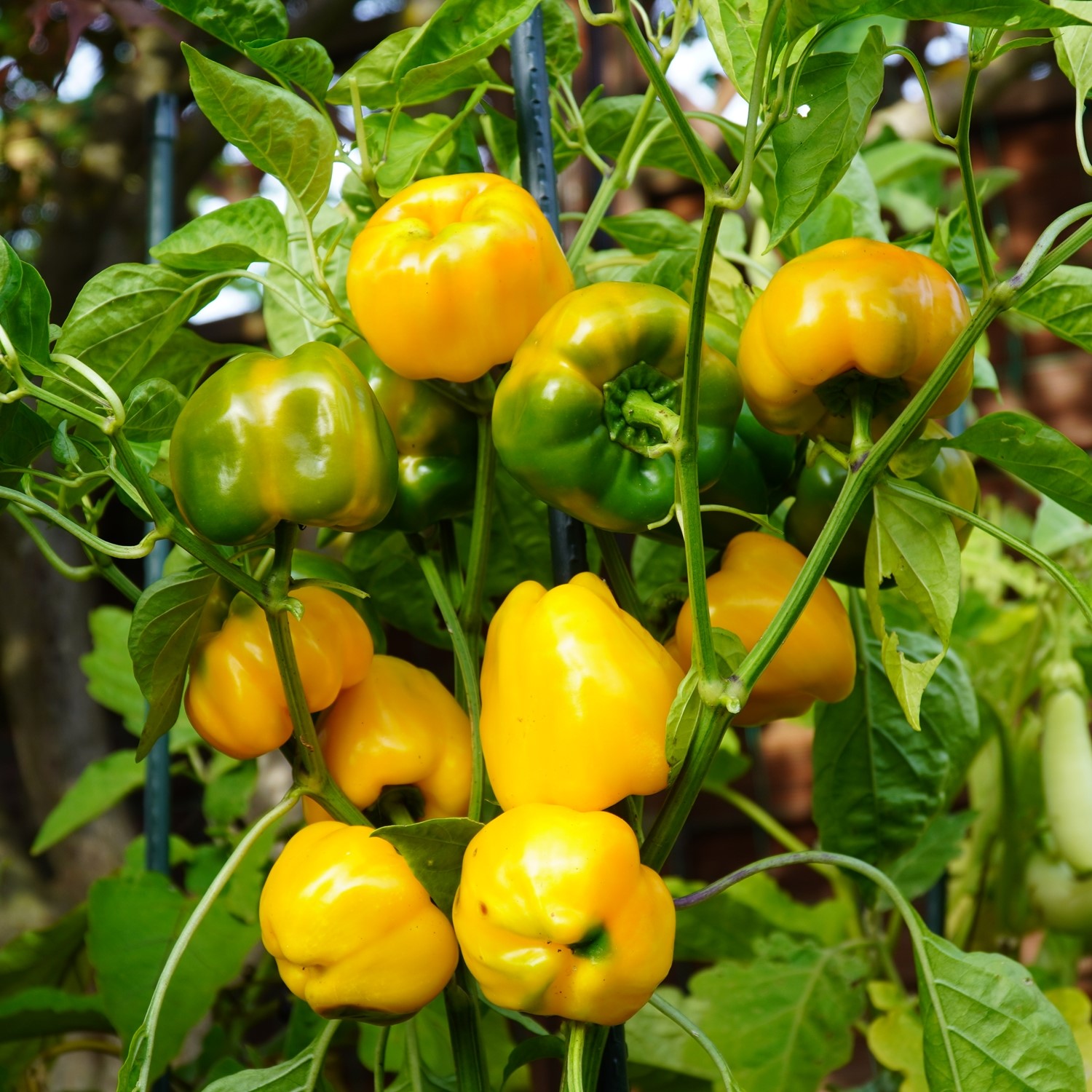 Paprika Marta Polka Samen