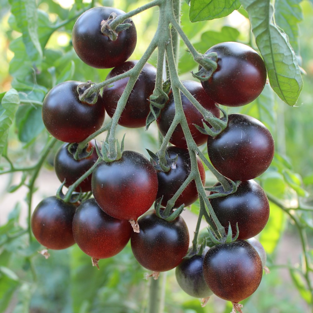 Indigo Cherry Drops Tomate 10 Samen