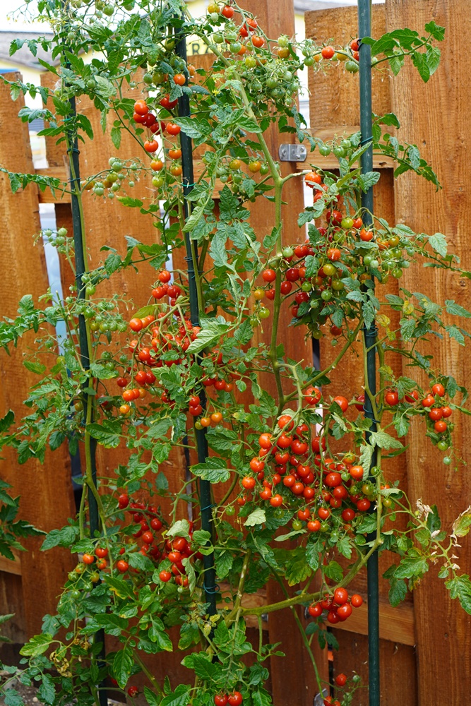 Sweetie Tomatensamen für ca. 15 Pflanzen