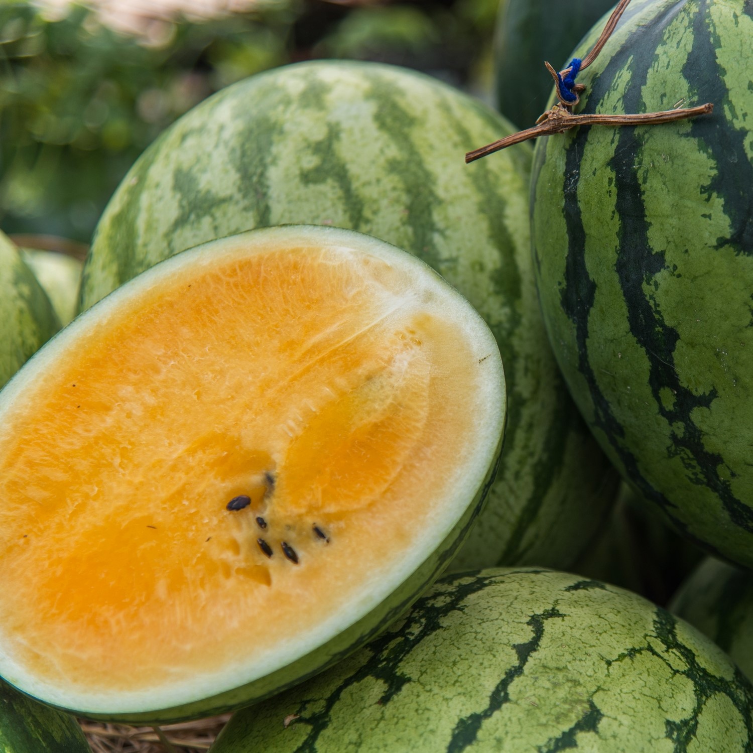 Wassermelone Orangeglo Samen 