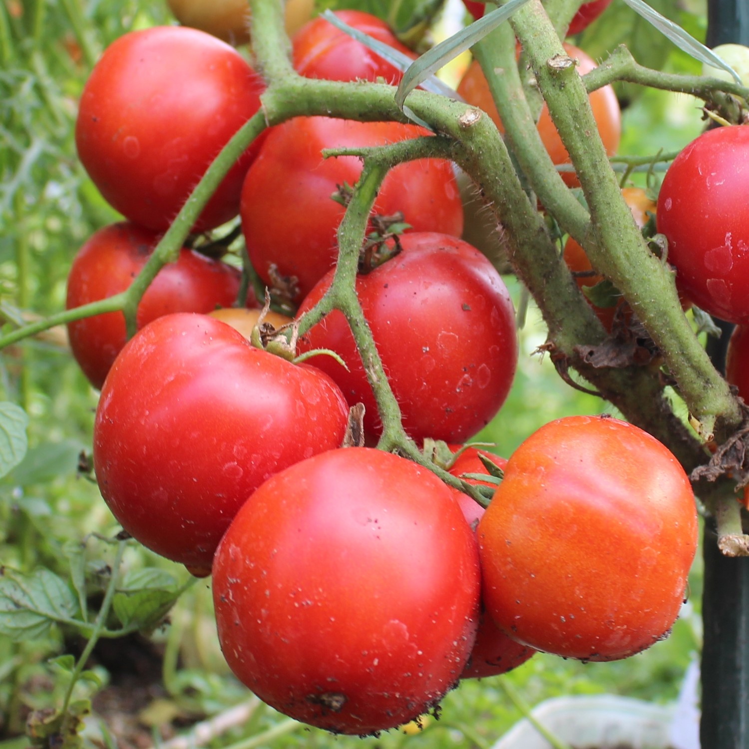 Promyk Tomatensamen