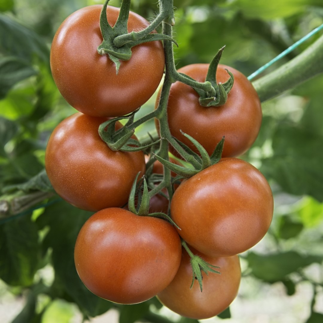 Arkansas Traveler Bio-Tomatensamen