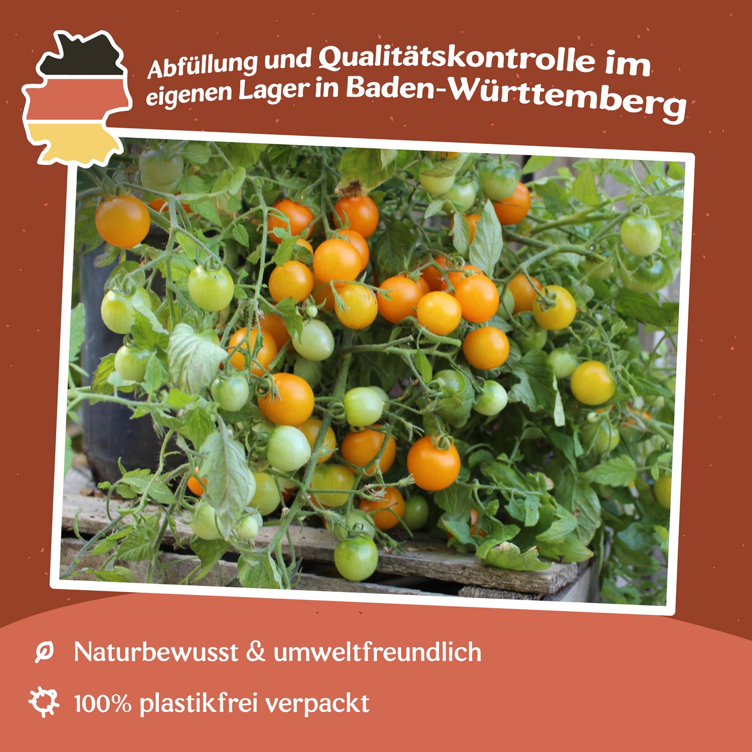 Tumbling Tom gelb Tomatensamen