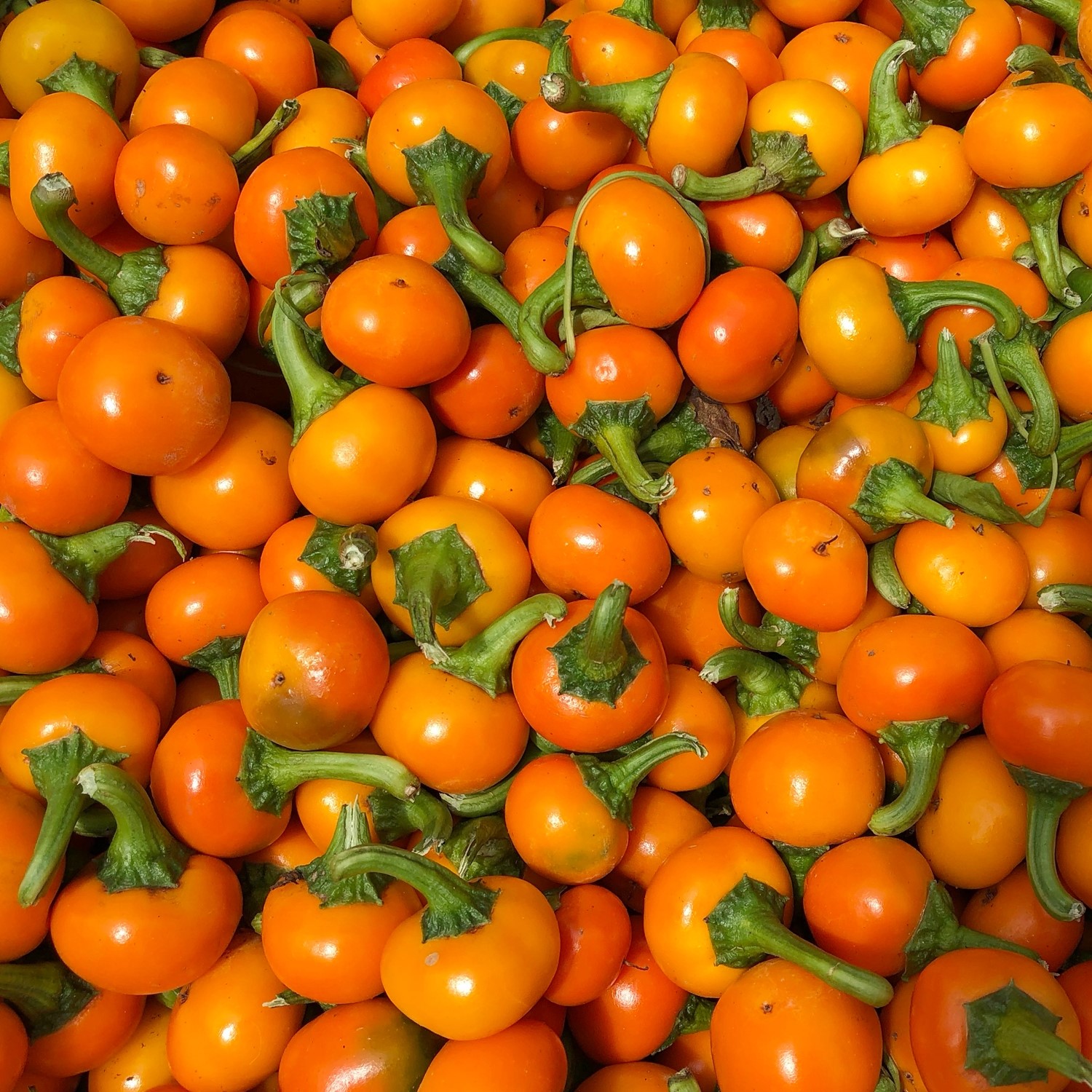 Chili Orange Koral Samen