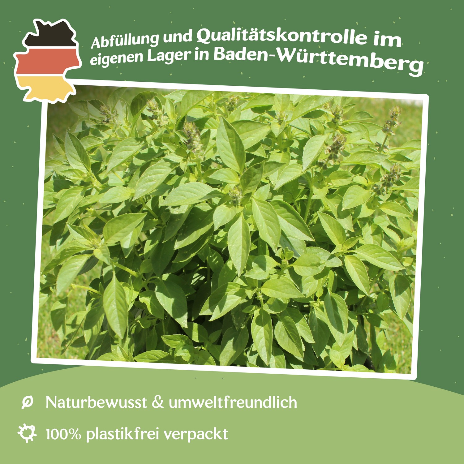 MHD 06/26 Zitronenbasilikum Mrs. Burns Samen, Ocimum basilicum citrodora