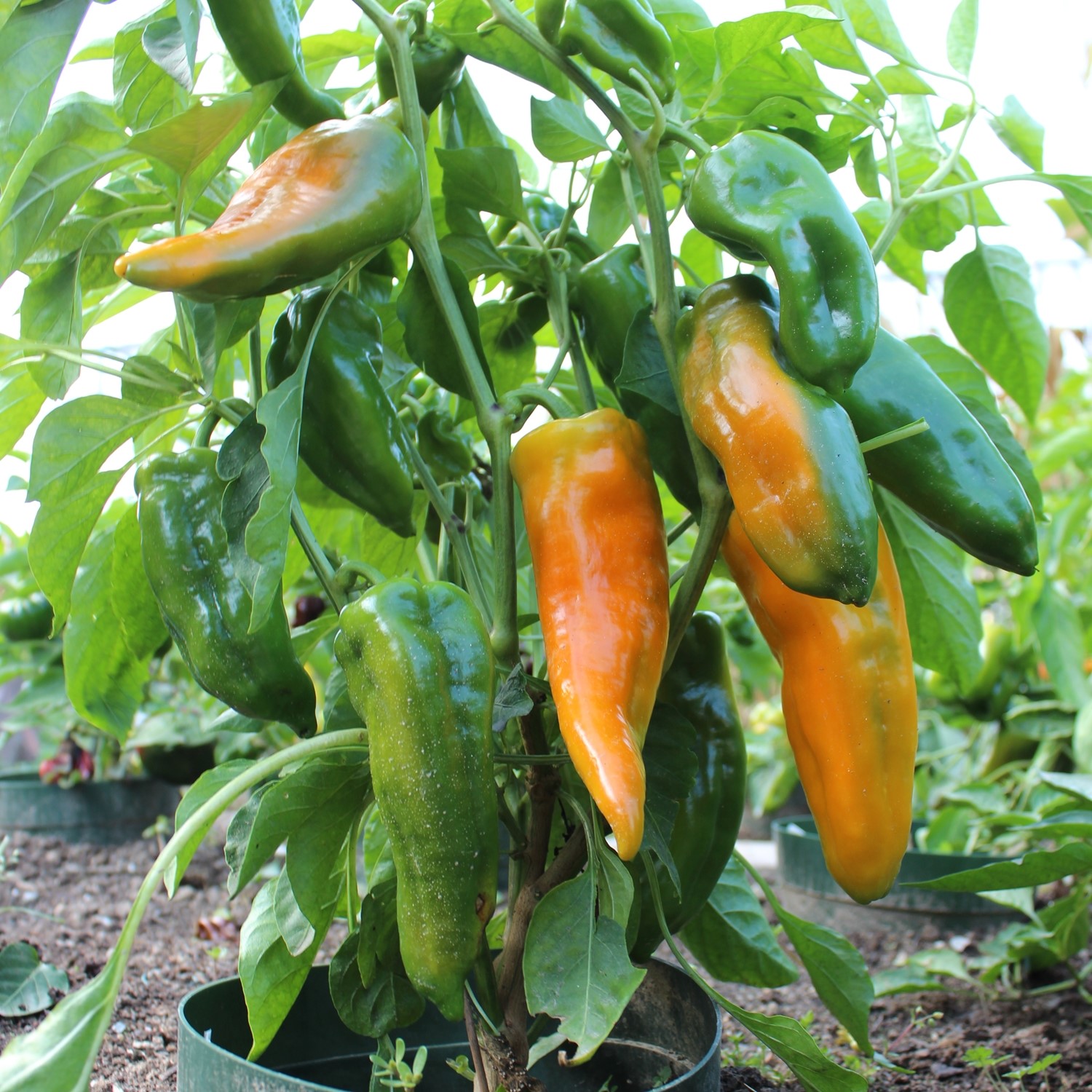 Paprika Ornela Samen