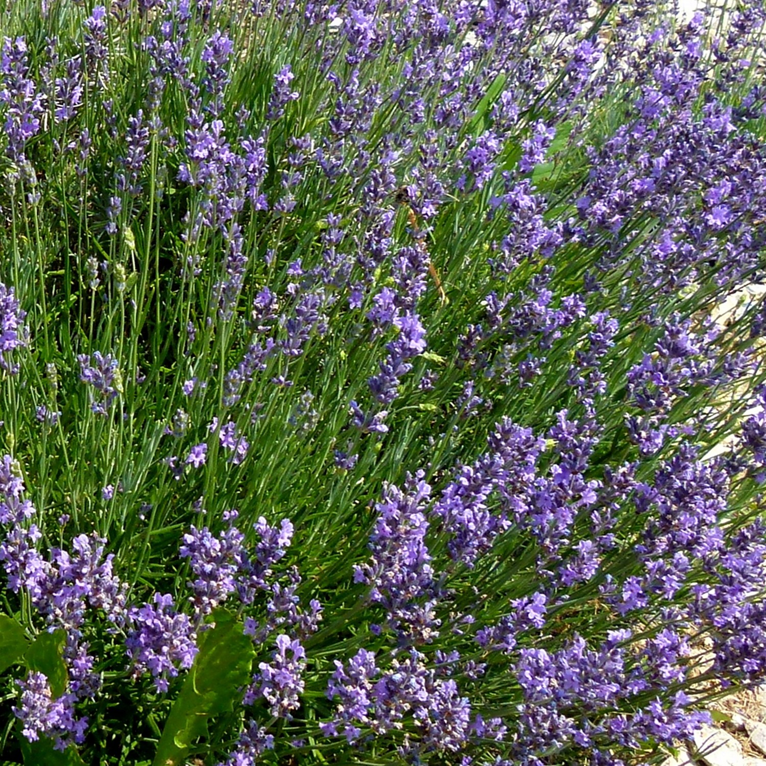 Echter Lavendel Samen 