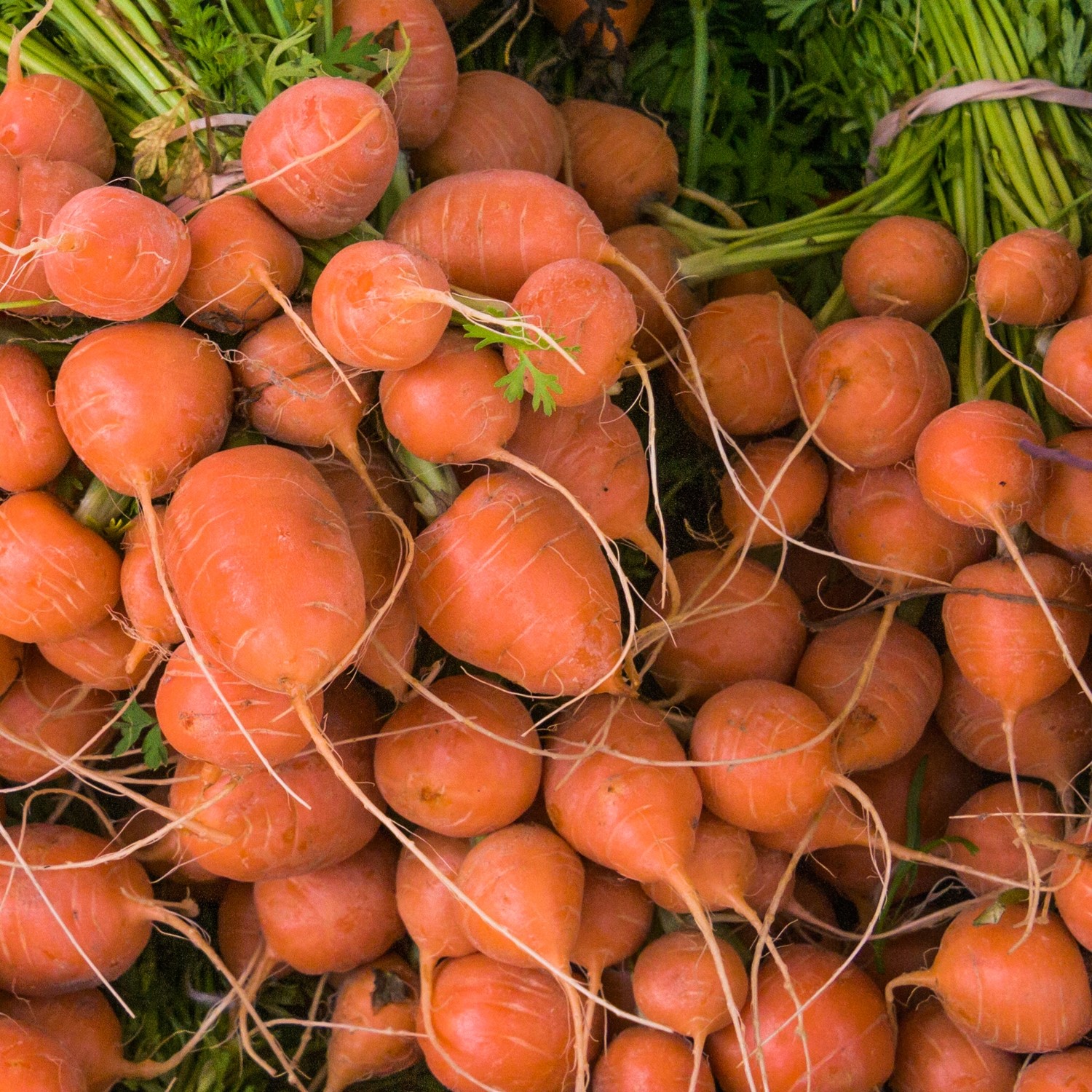 Karotte Parijse Markt Samen