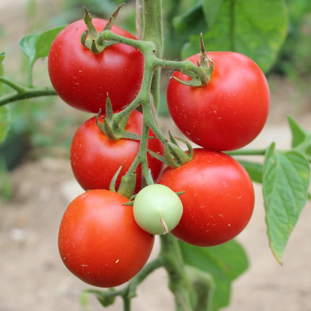 Tamina Tomatensamen
