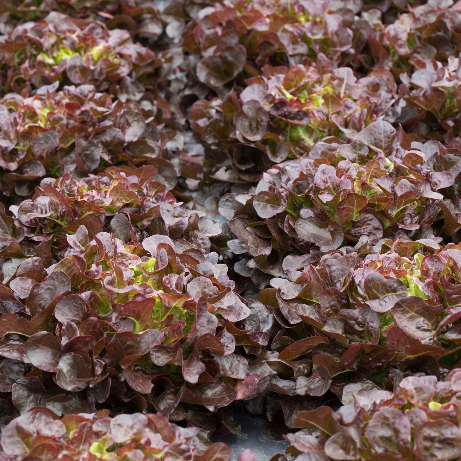 MHD 06/26 Pflücksalat Red Salad Bowl Samen