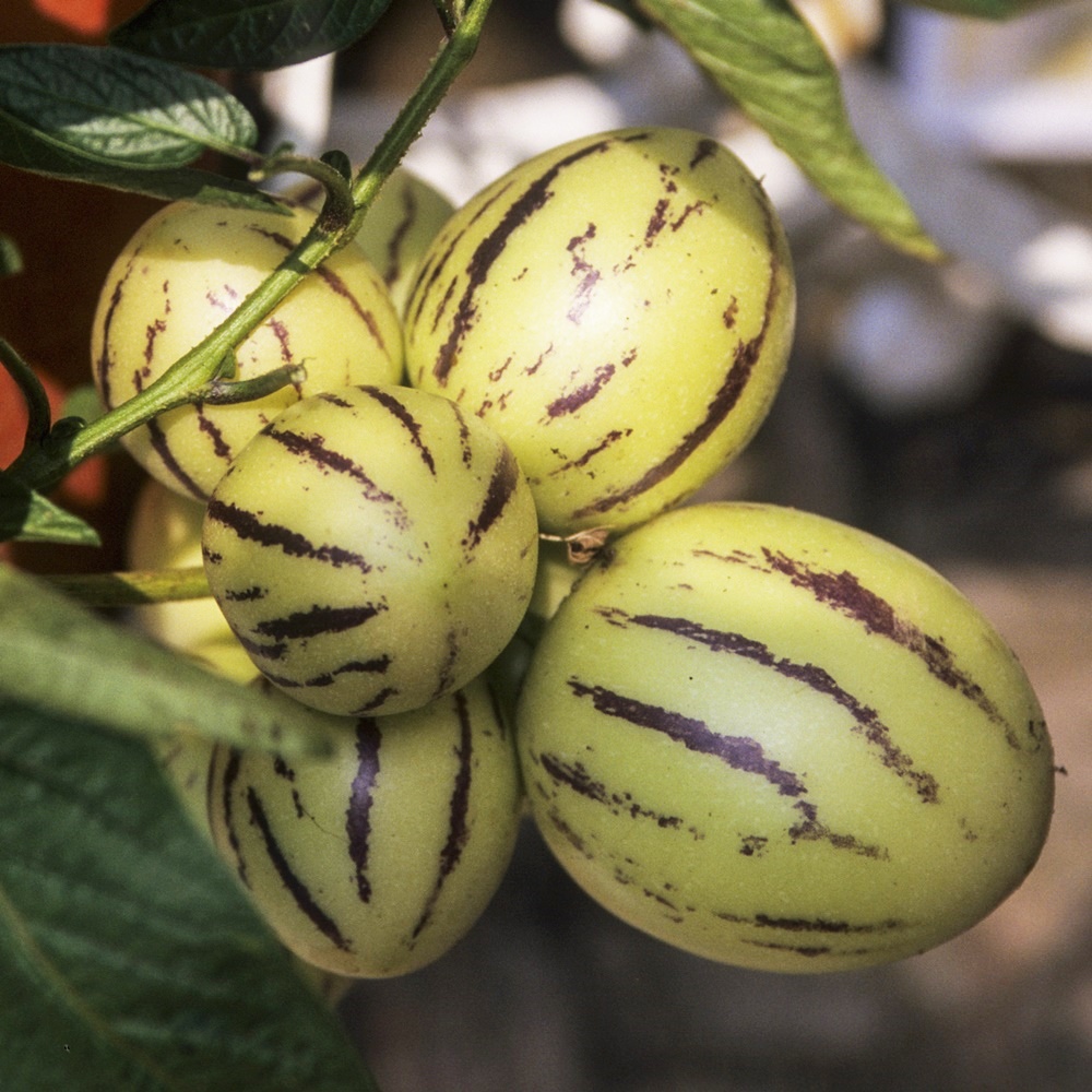 Melonenbirne Pepino Samen