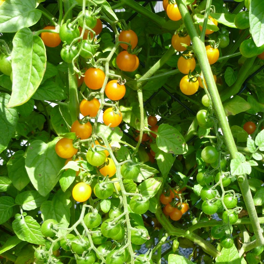 Gelbe Johannisbeere Bio-Tomatensamen