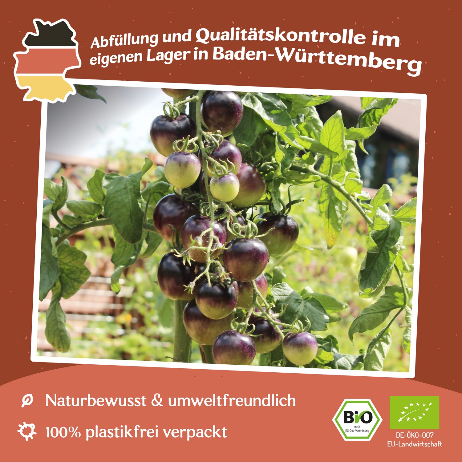 OSU Blue Bio-Tomatensamen